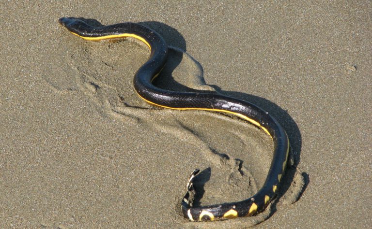 Yellow-Bellied Sea Snake Clickable