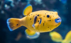 Yellow Blackspotted Puffer Clickable