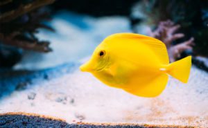 Yellow Tang Clickable