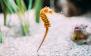 Long-Snouted Seahorse Clickable