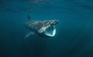 Basking Shark Header and Featured