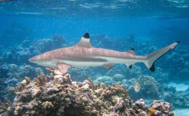 Blacktip Reef Shark Header