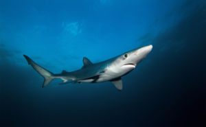 Blue Shark Header and Click