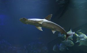 Bonnethead Shark Clickable