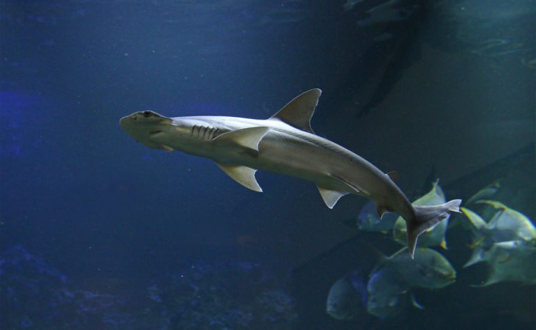Bonnethead Shark Clickable