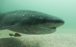 Cow Shark Featured
