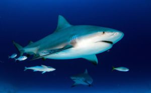 Bull Shark Header/Clickable