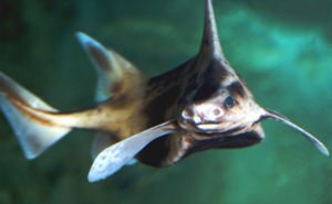 Caribbean Rough shark Featured