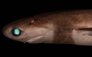 Cookiecutter Shark Featured