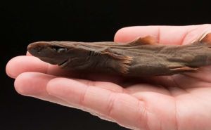Dwarf Lanternshark Featured