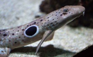 Epaulette Shark Clickable and Header