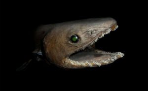 Frilled Shark Clickable