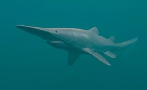 Goblin Shark Header