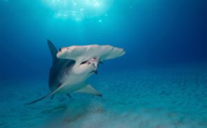 Great Hammerhead Shark Clickable and Featured