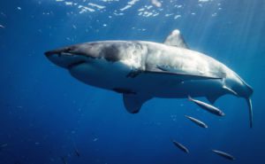 Great White Shark header