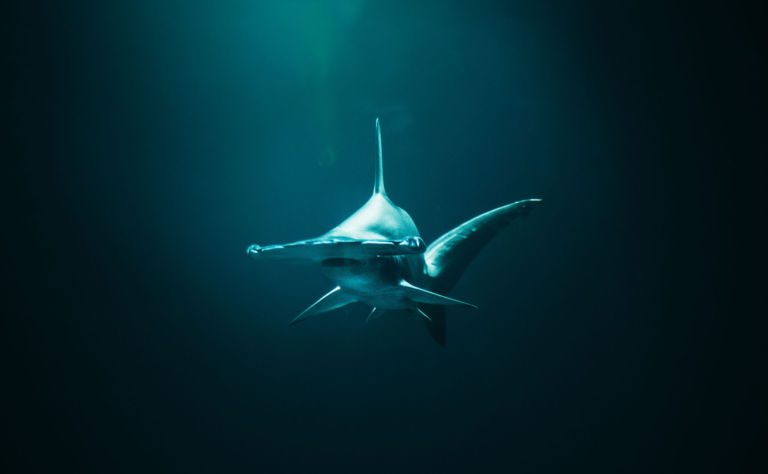 Ground Shark Examples Ground Sharks - Ocean Animals
