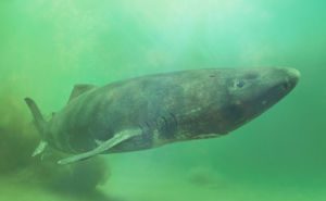 Greenland Shark Header