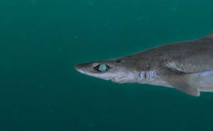 Gulper Shark Featured