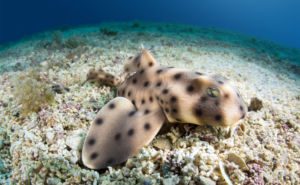 Horn Shark Clickable