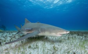 Lemon Shark Header Featured