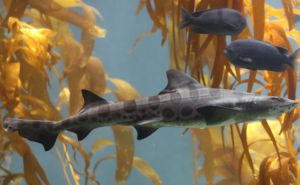 Leopard Shark (Houndsharks) Clickable