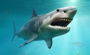 Megalodon Header and Featured