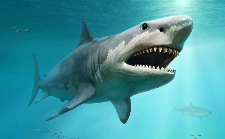 Megalodon Header and Featured