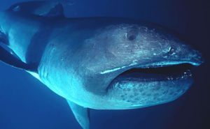 Megamouth Shark Header and Featured