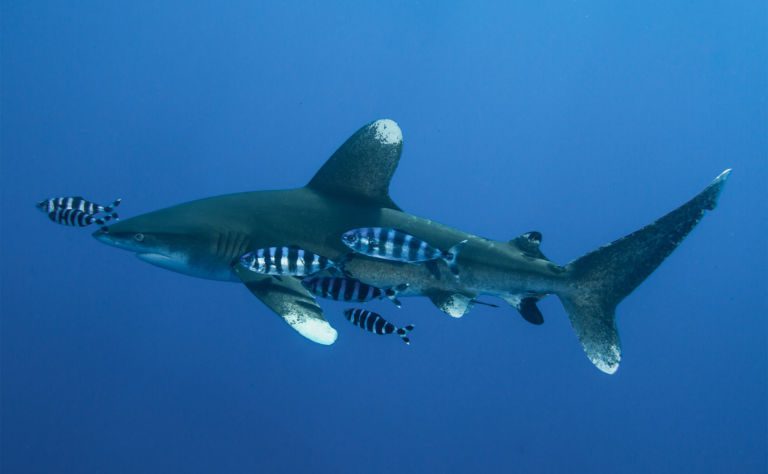 Oceanic Whitetip Shark Header and Featured