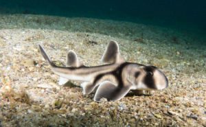Port Jackson Shark Gallery