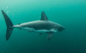 Salmon Shark Header