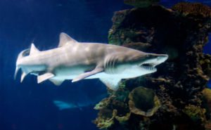 Sand Tiger Shark featured