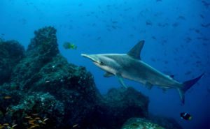 Scalloped Hammerhead Shark Header