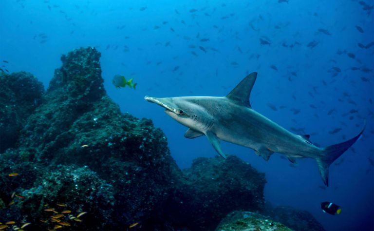 Scalloped Hammerhead Shark Header
