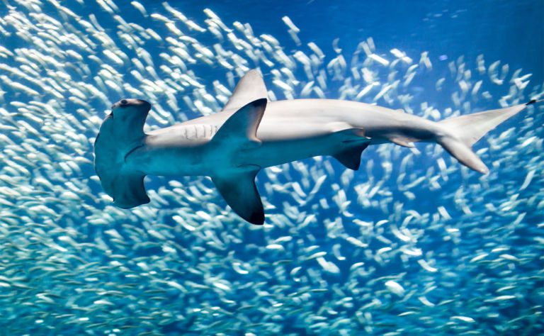 Scalloped Hammerhead Shark Clickable