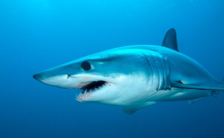 Shortfin Mako Shark Featured