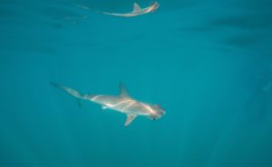 Smooth Hammerhead Shark Clickable
