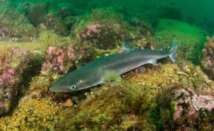 Spiny Dogfish Shark Featured