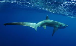 Common Thresher Shark Header