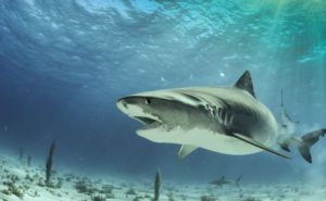 Tiger Shark Clickable