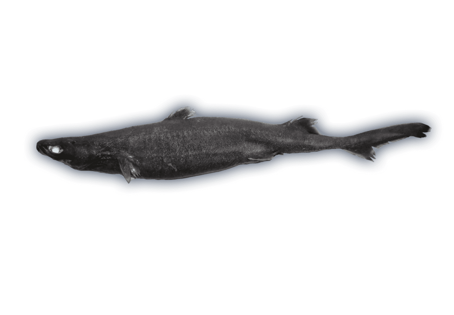 Lantern Sharks Ocean Animals