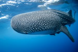 Whale Shark Header Clickable