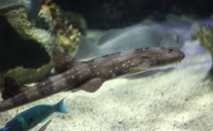Whitespotted Bamboo Shark Header