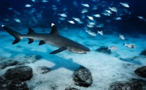 Whitetip Reef Shark Header and Featured