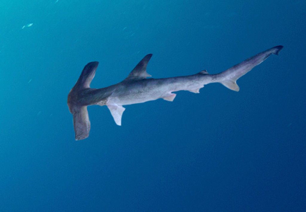 Winghead Shark Header