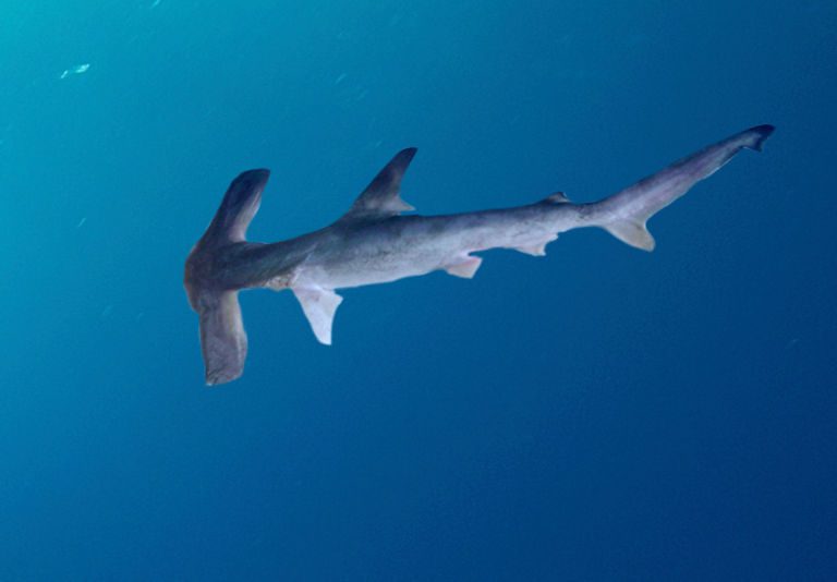 Winghead Shark Header