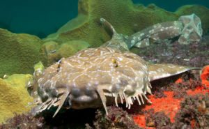 Wobbegong Clickable and Header