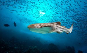Zebra Shark Clickable