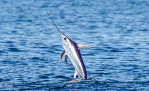 (Broadbill) Swordfish Featured