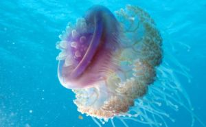 Crowned Jellyfish or Cauliflour Jelly Gallery 2